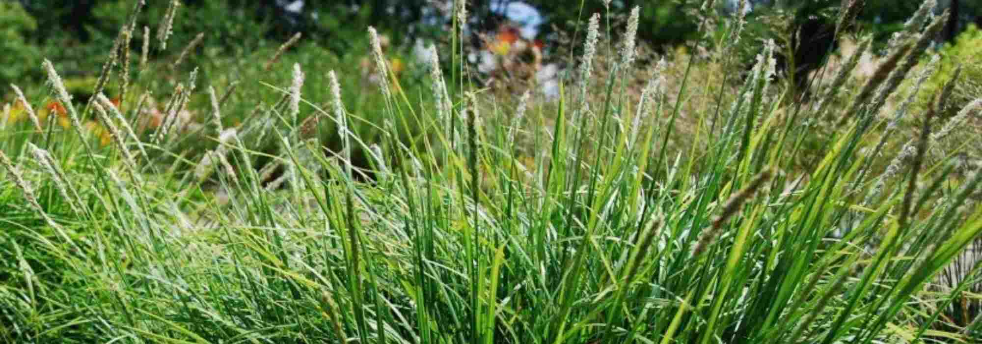 Sesleria : 7 idées pour l’associer