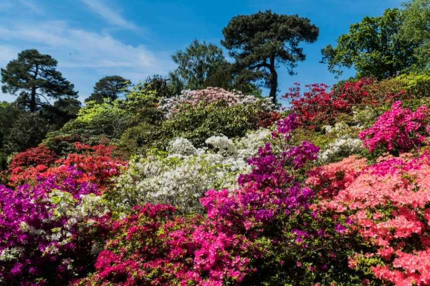 Associer fleurs roses, fleur rose association, floraison roses massif, fleurs roses massif, fleurs roses comment les marier