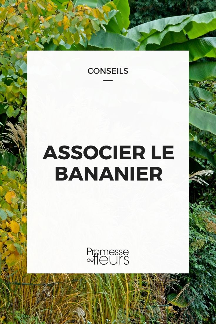 associer bananier