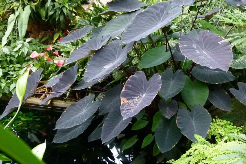 Associer le Colocasia : en bordure de bassin