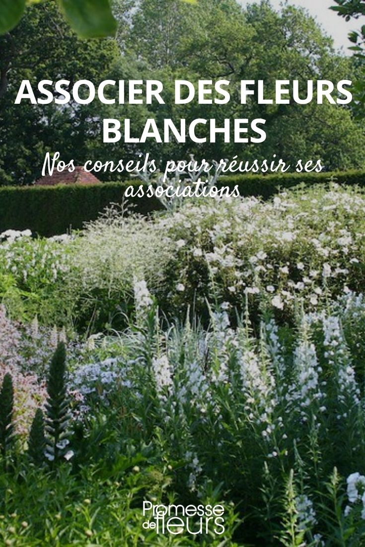 associer fleurs blanches