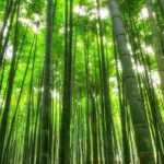 6 bambous à croissance rapide