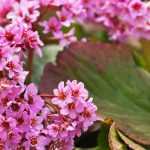 Bergenia : les 6 plus belles variétés