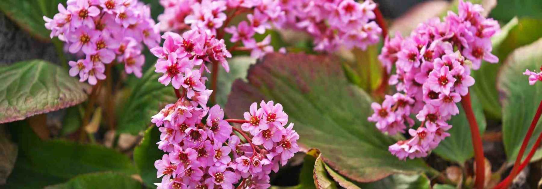 Bergenia : les 6 plus belles variétés