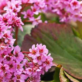 Bergenia : les 6 plus belles variétés