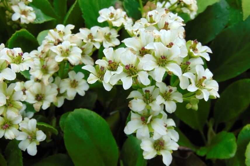 beau bergénia à fleurs blanches