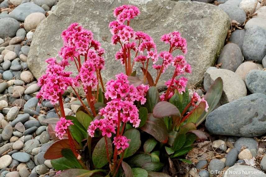 beau bergénia à fleurs doubles