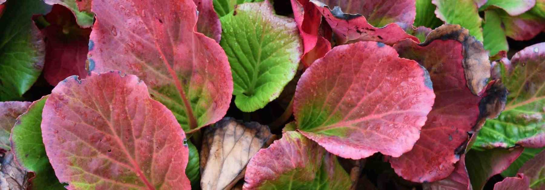 7 bergenias aux belles couleurs hivernales