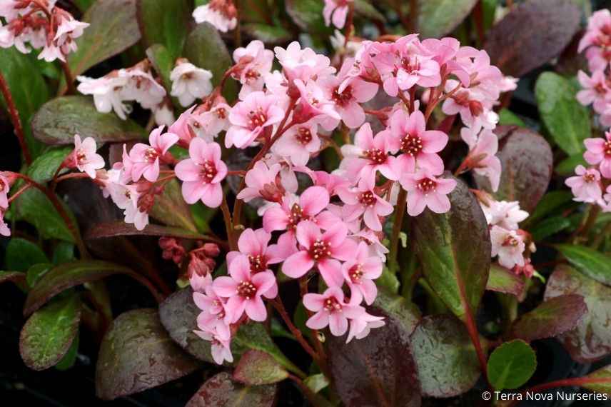 bergénia petites feuilles rouge prune