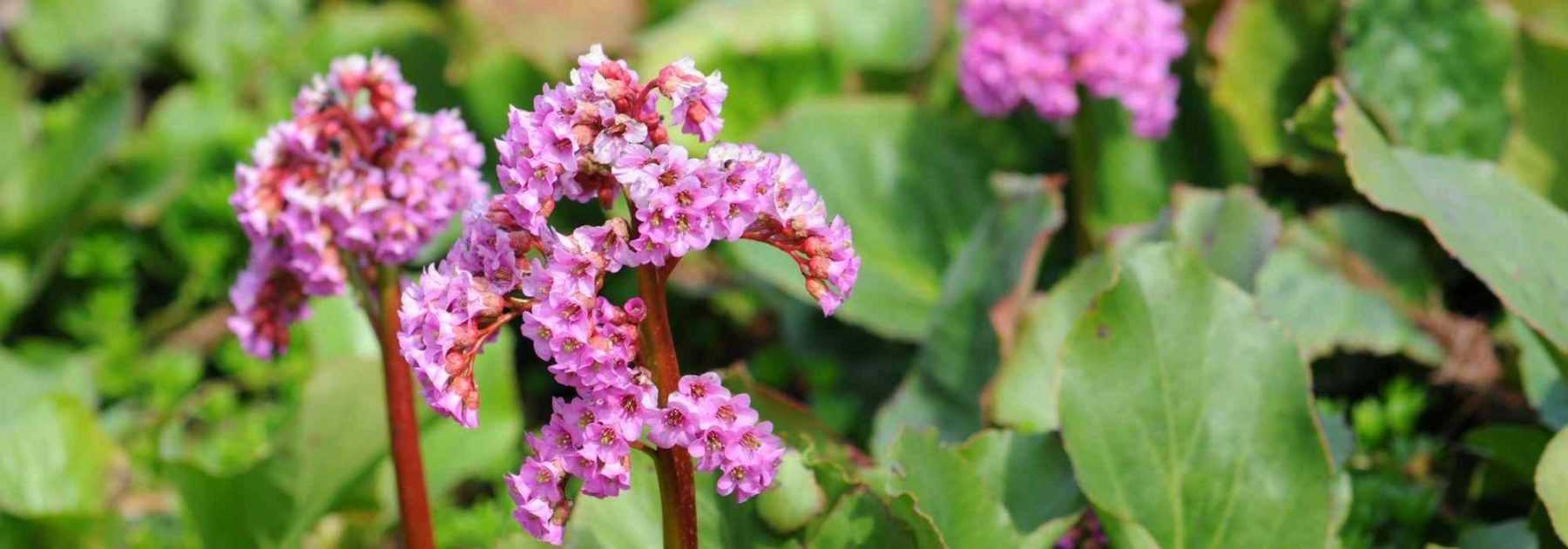 6 Bergenias à fleurs roses