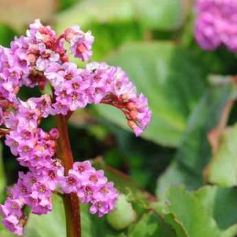 6 Bergenias à fleurs roses