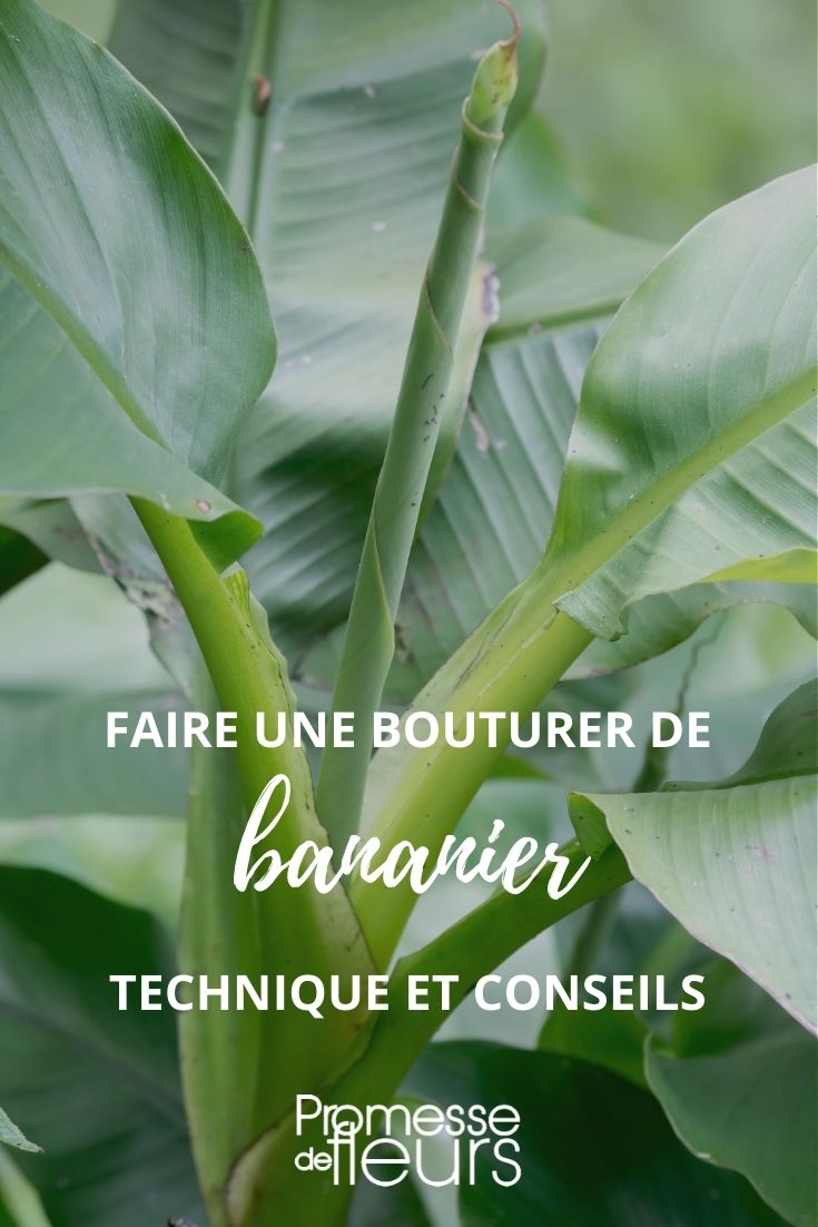 bouture bananier