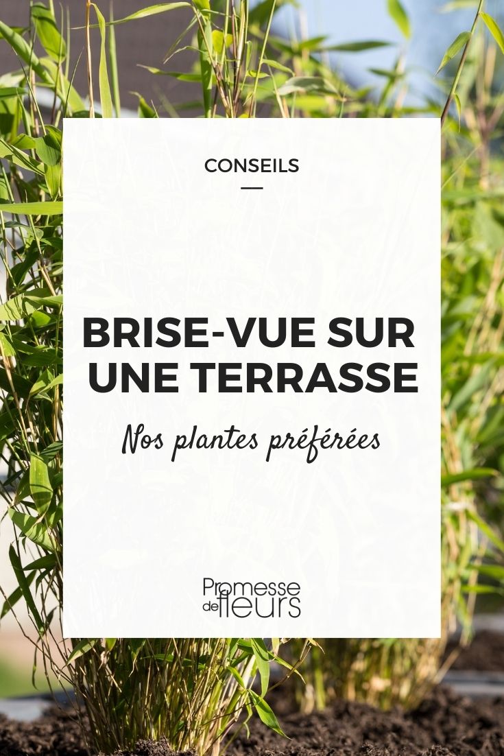 5 Plantes à Mettre en Bac comme Brise Vue ! (sur balcon/terrasse) 