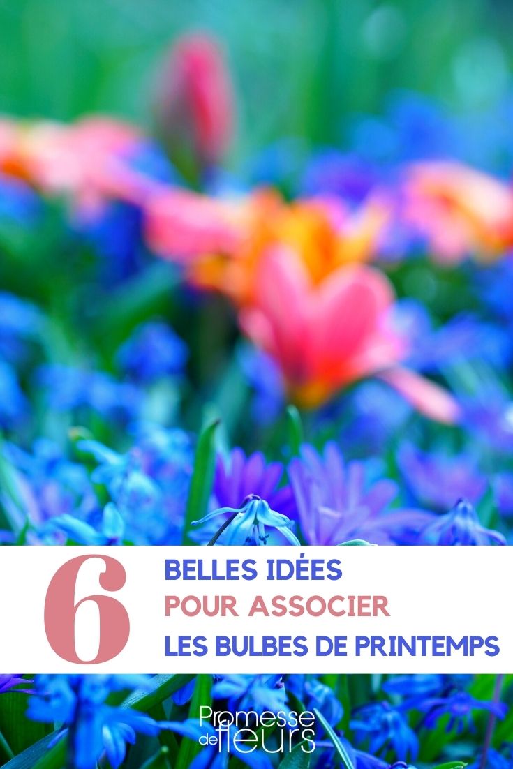 bulbes printemps-associer