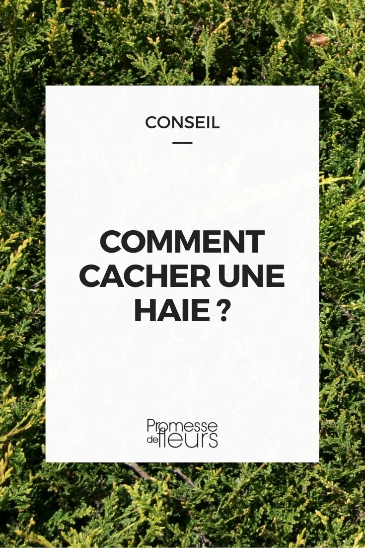 cacher une haie, comment cacher haie, masquer une haie, dissimuler une haie