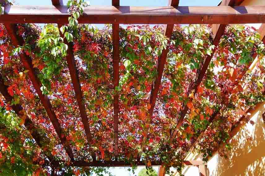 occulter terrasse avec plante grimpante