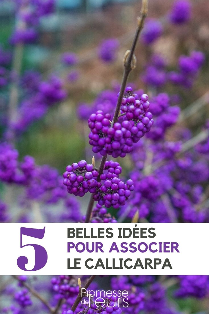 callicarpa-associer