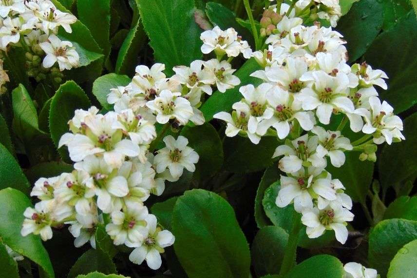 plante des savetiers à fleurs blanches, bergénia à fleurs blanches