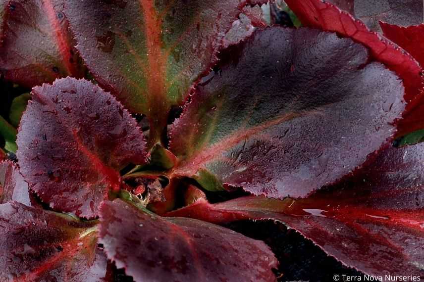 couleurs automnales bergénia, feuille automne plante des savetiers