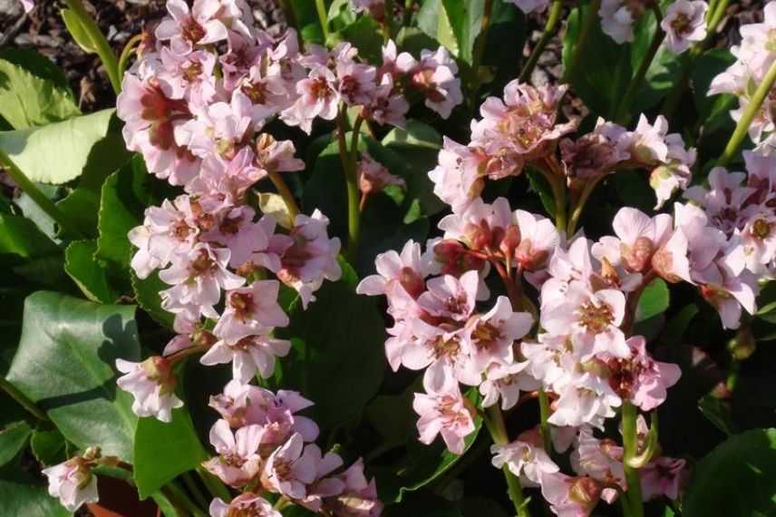 plante des savetiers à fleurs roses, bergénia à fleurs roses