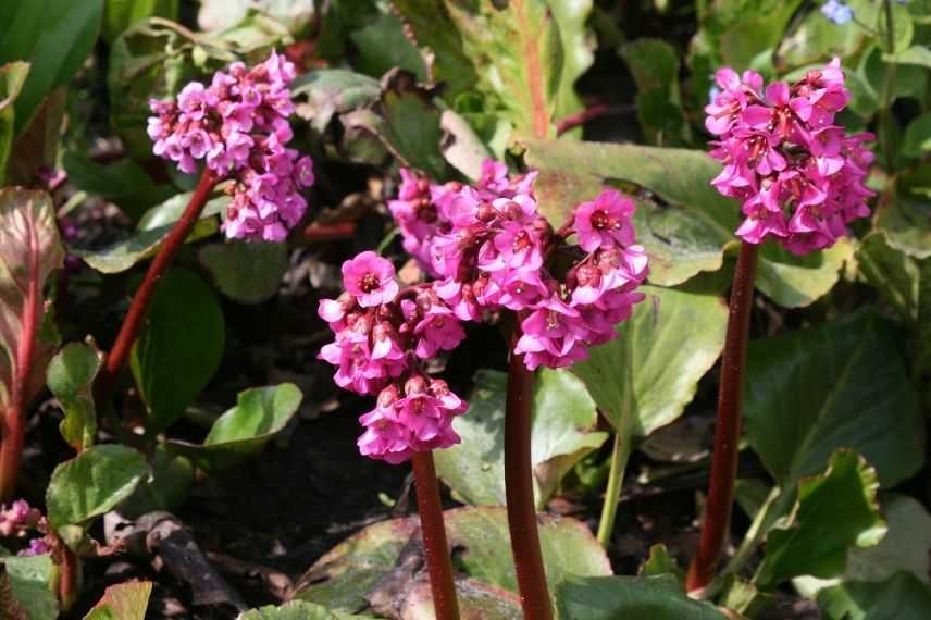 plante des savetiers à fleurs rouges, bergénia à fleurs rouges