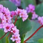 Comment choisir un bergenia ?