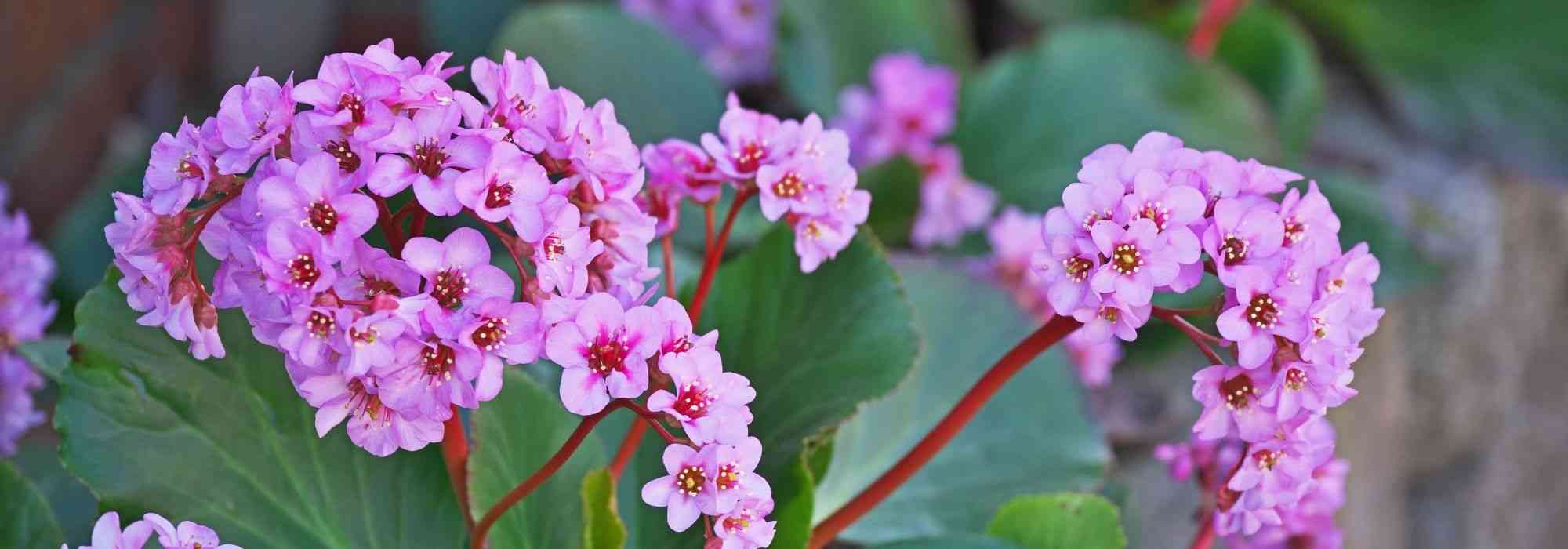 Comment choisir un bergenia ?