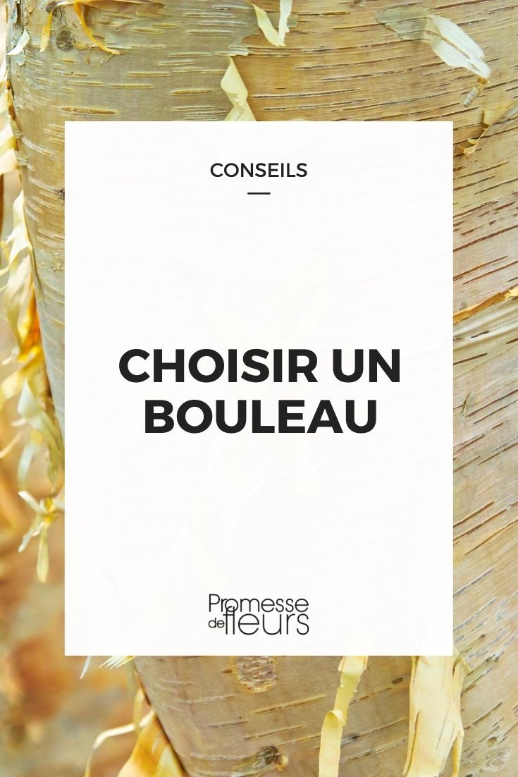 choisir bouleau