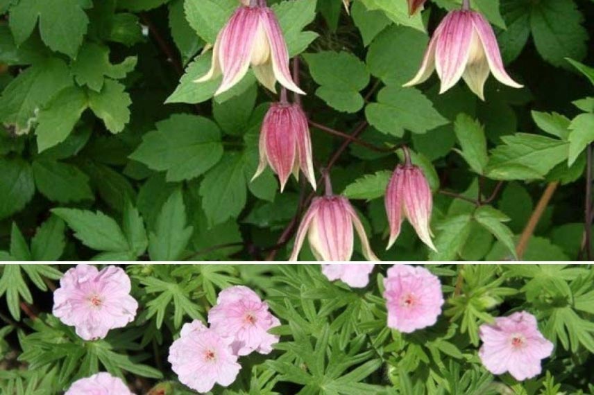 clématites longue floraison