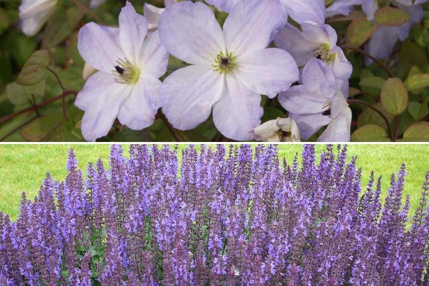 clématites longue floraison