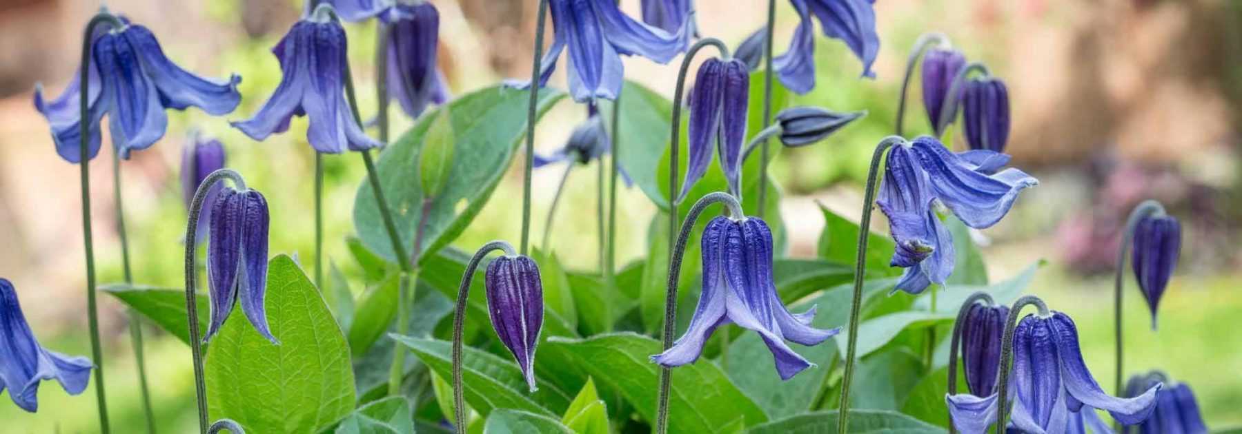 Planter une clématite herbacée