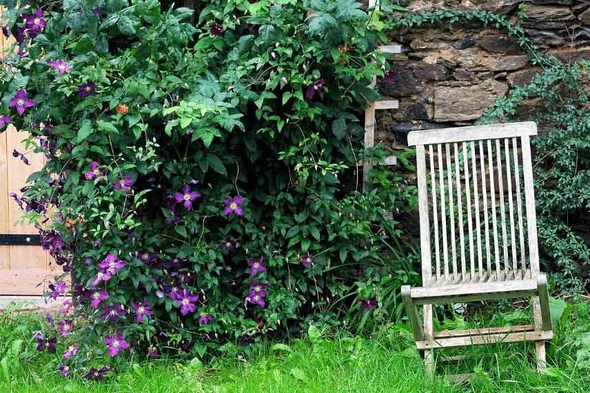 clématites pour jardin naturel