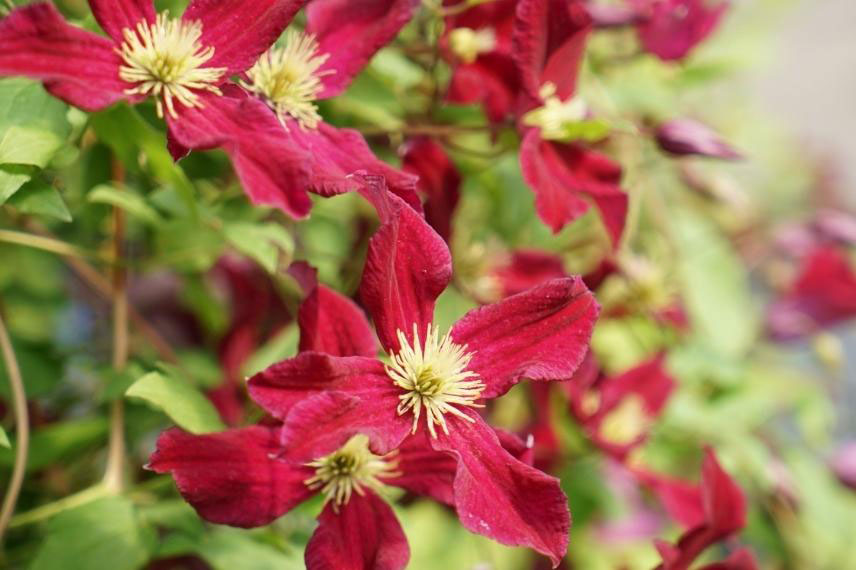 clématites pour jardin naturel