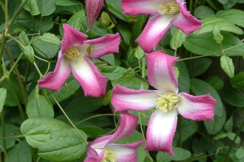 clématites pour jardin naturel