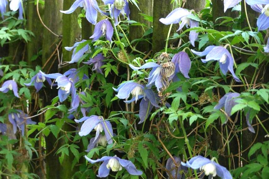 clématites pour jardin naturel