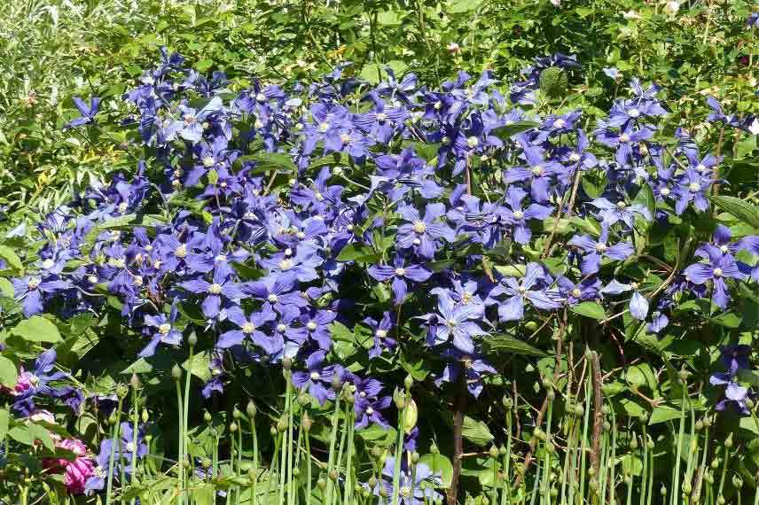 clématites pour jardin naturel