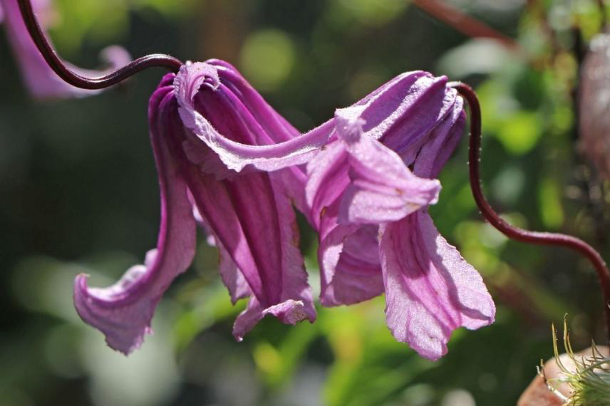 clématites pour jardin naturel