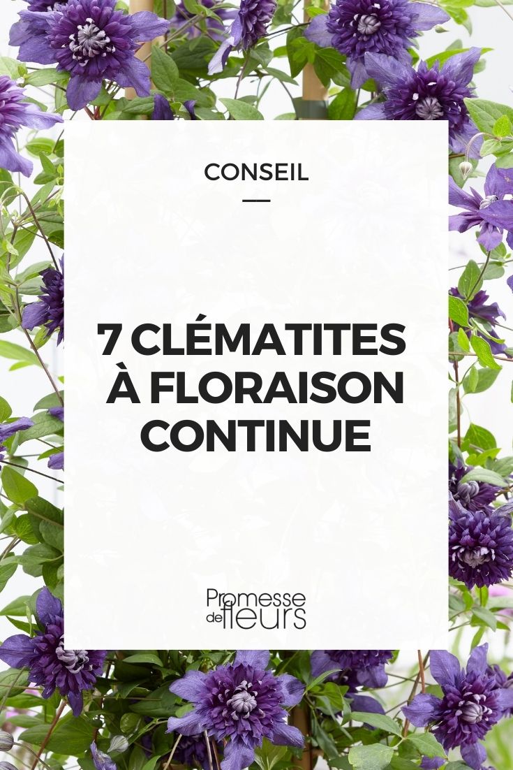 clématites floraison continue