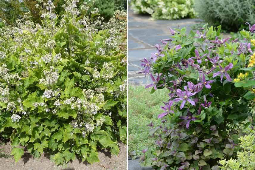 planter clématites herbacées