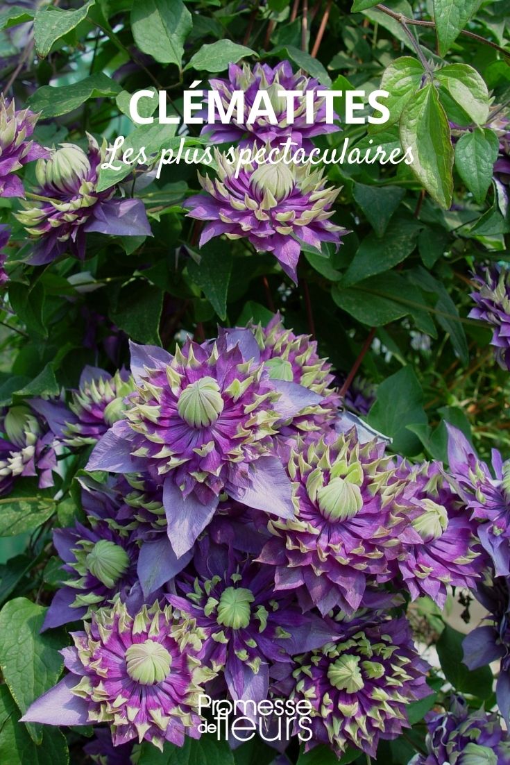 clematites spectaculaires