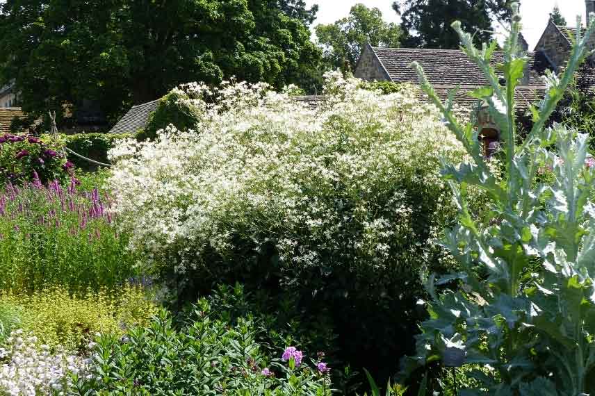 plantation clématites herbacées clematis recta