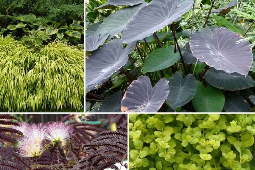 Associer le Colocasia : jardin contrasté noir et vert anis