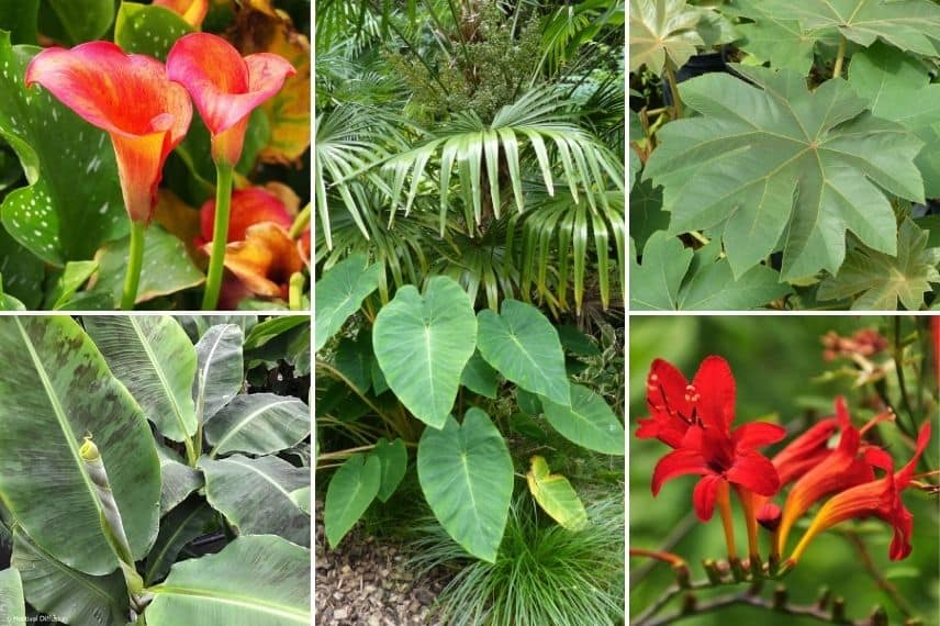 Associer le Colocasia : jardin exotique