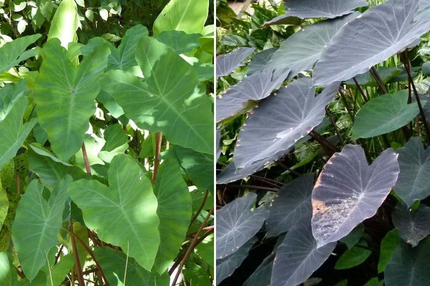 Colocasia Black Magic et Colocasia esculenta