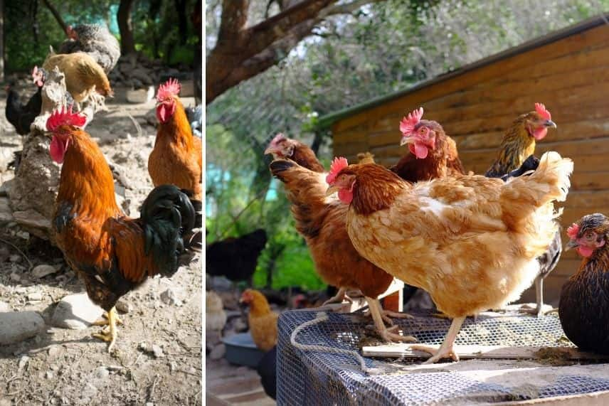 Cloches de protection en grillage à poule, vente au meilleur prix