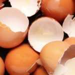 Peut-on vraiment utiliser les coquilles d'œufs au jardin ?