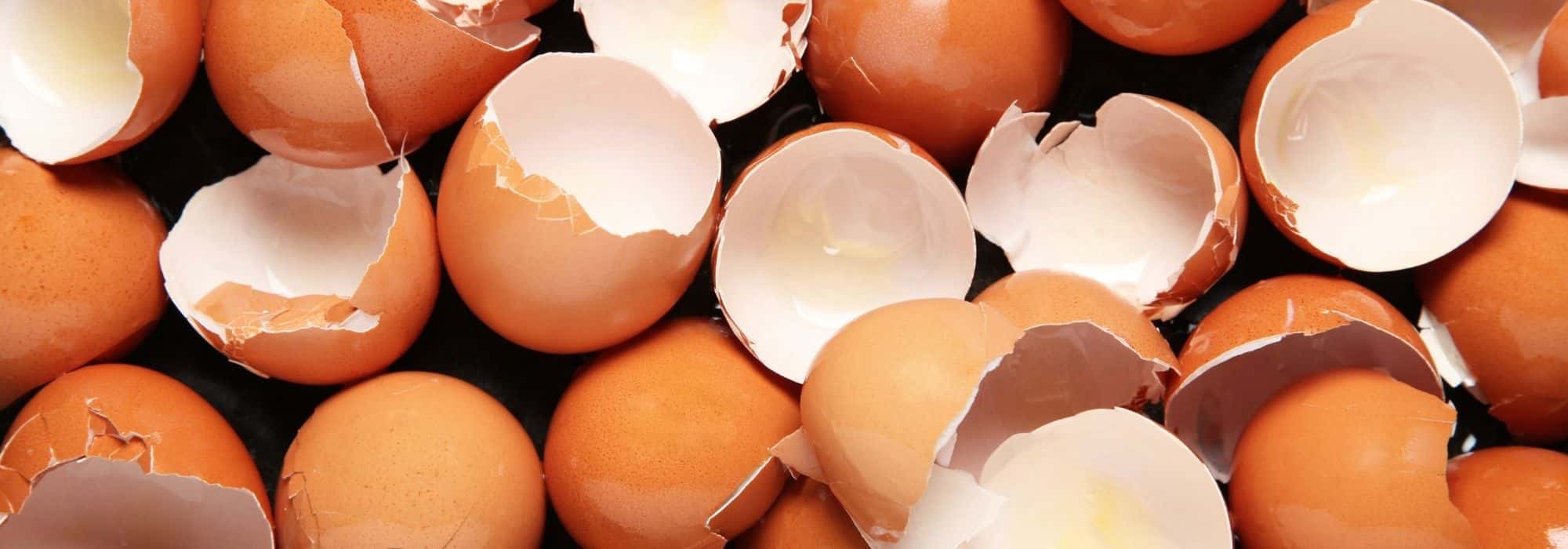 Peut-on vraiment utiliser les coquilles d'œufs au jardin ?