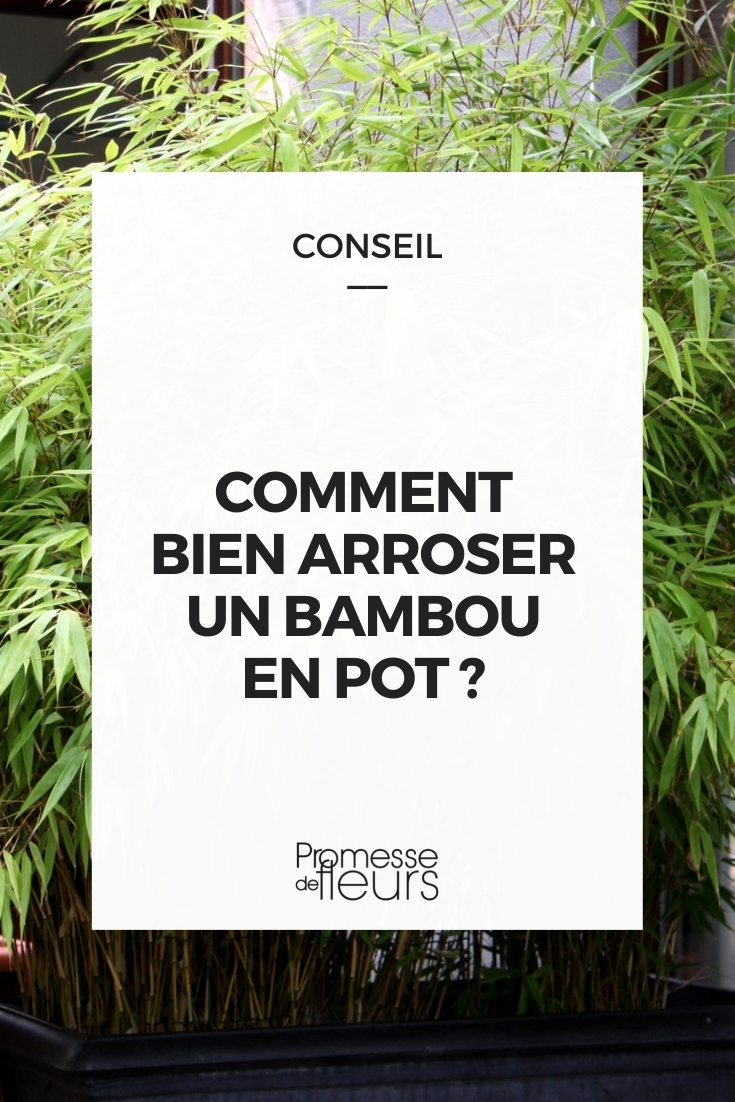 bien arroser les bambous pot jardinière