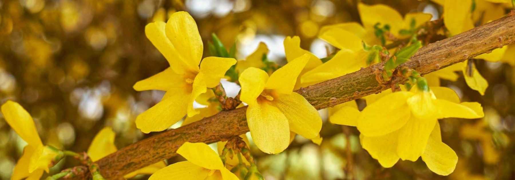 Cultiver un forsythia en pot