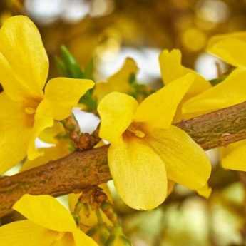 Cultiver un forsythia en pot